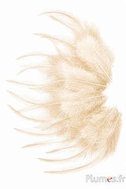 Haan - 8-12 cm - crème